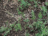 ova Gussonea-Vicia Cracca aetnensis 20110529 152